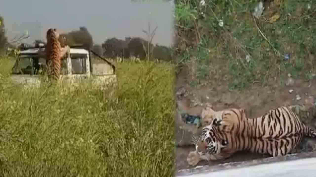 Watch: పులిని పట్టుకునేందుకు అటవీ శాఖ సిబ్బంది యత్నం.. అది ఏం చేసిందంటే?