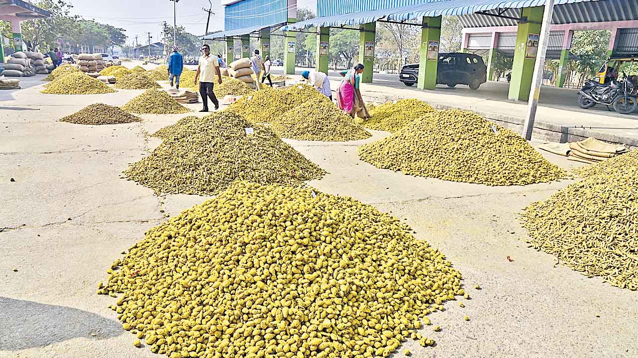 పసుపు ధర నేలచూపు