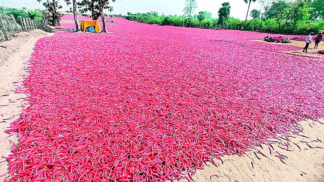 ముమ్మరంగా మిర్చి కోతలు