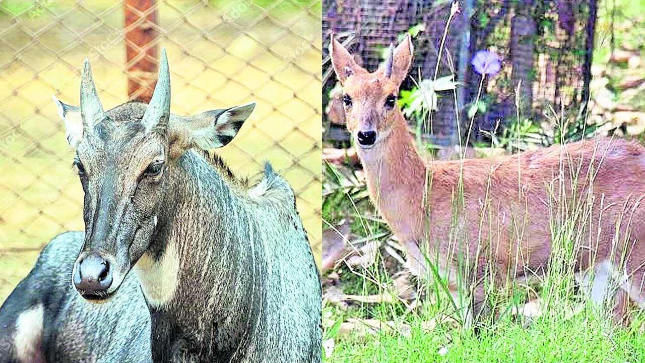 వన్యప్రాణులను దత్తత తీసుకోవాలి