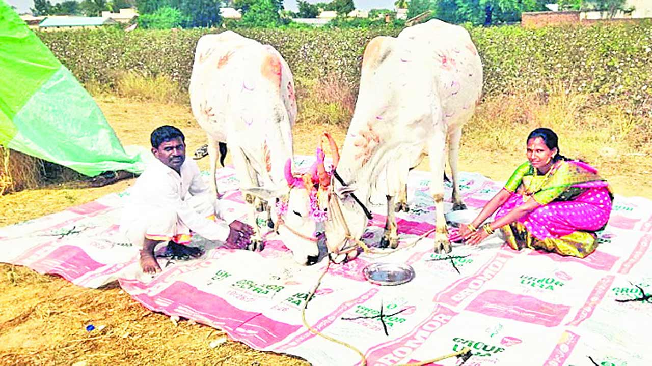 సంక్రాంతి సంబురం