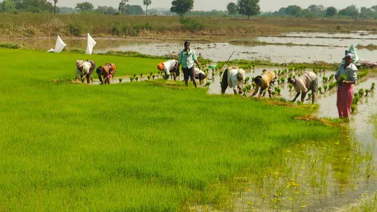 ముమ్మరంగా యాసంగి సాగు