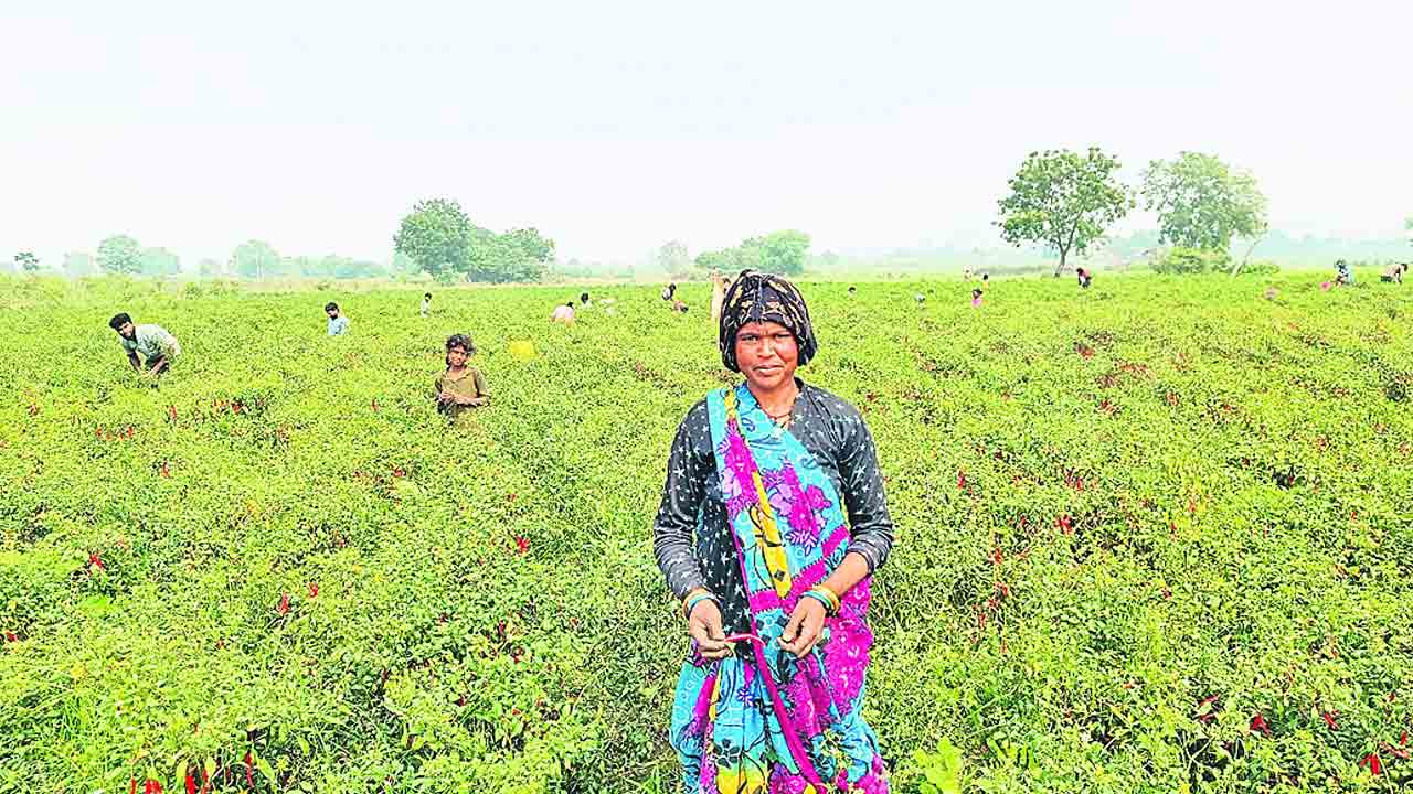 మధ్యప్రదేశ్‌ టు నర్సింహులపేట