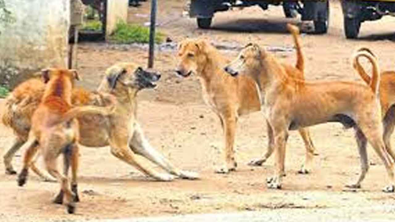 Rabies | రేబిస్‌ మరణాల కట్టడిలో మనమెక్కడ?.. జంతువుల కాట్లలో 76.8 శాతం కుక్క కాట్లే