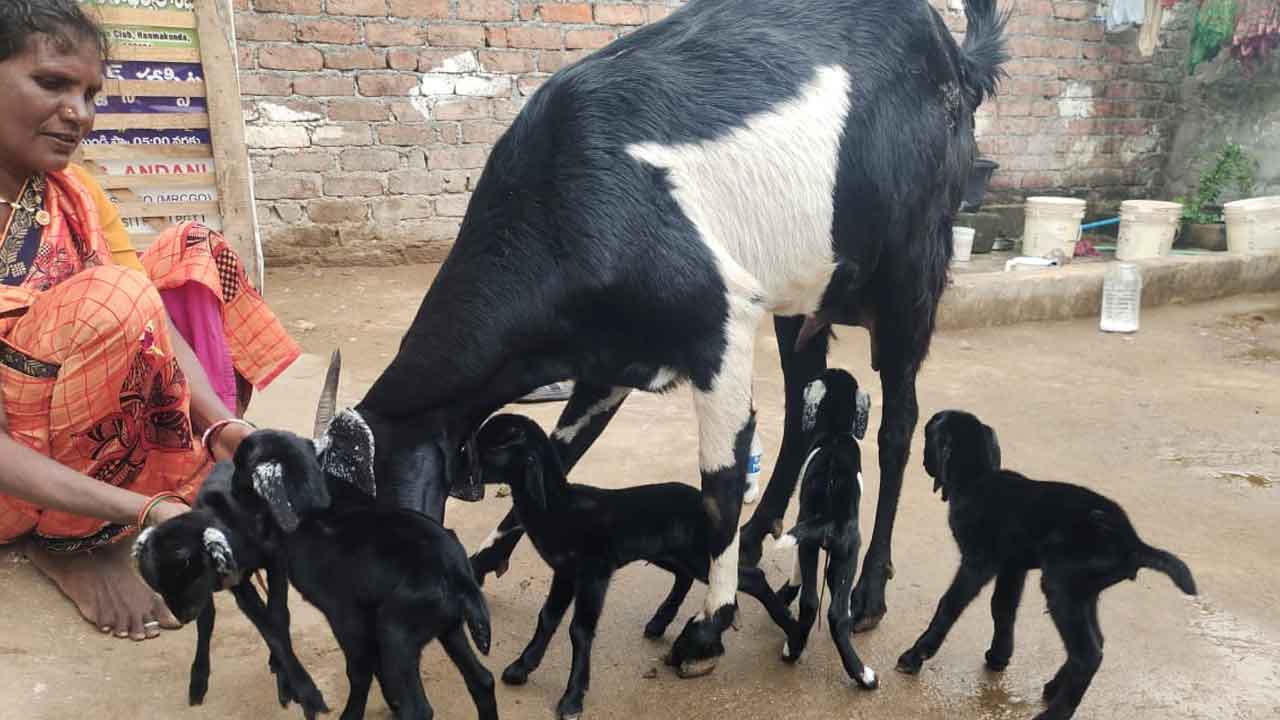 Baby goats | ఒకే కాన్పులో ఐదు మేక పిల్లలు జననం..! ఆసక్తిగా తిలకిస్తున్న జనం