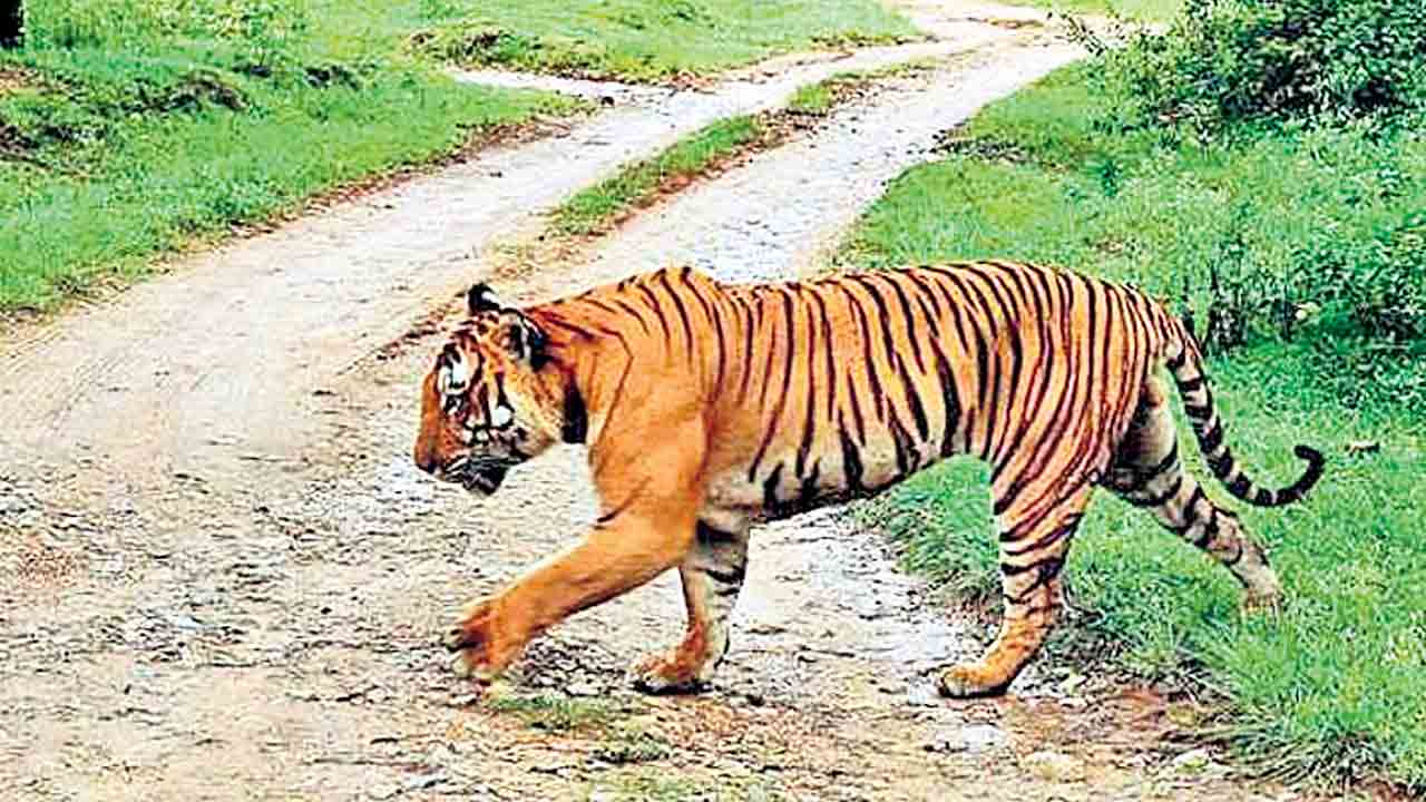 Tigers | రాష్ట్రంలో పెద్దపులుల గాండ్రింపులు.. 13కు పైగా జిల్లాల్లో సంచారం