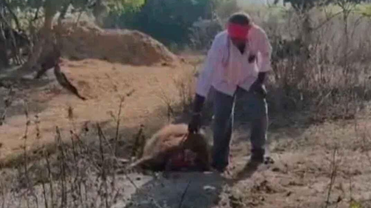 Leopard | చిరుత పులి దాడిలో బ‌ర్రె మృతి.. అప్ర‌మ‌త్త‌మైన అటవీ శాఖ అధికారులు