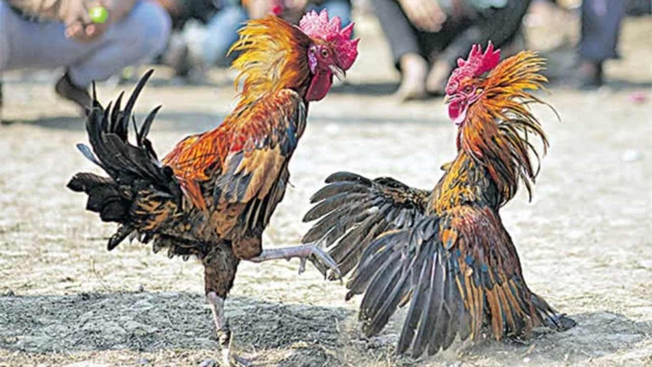 AP News | సంక్రాంతి కోడి పందేల్లో ఉద్రిక్తత.. బీరు సీసాలతో తలలు పగులగొట్టుకున్న యువకులు