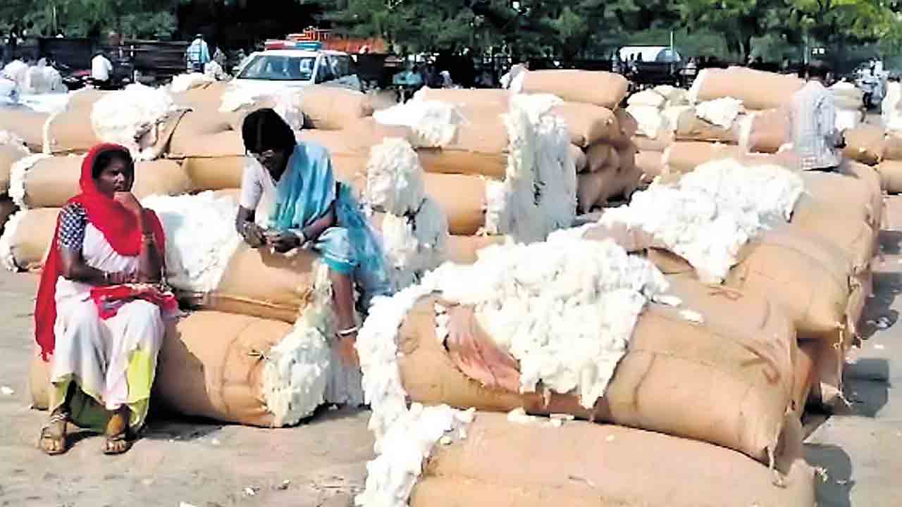Cotton Price | పత్తి ధరను తగ్గించిన సీసీఐ.. నష్టపోతున్న రైతులు