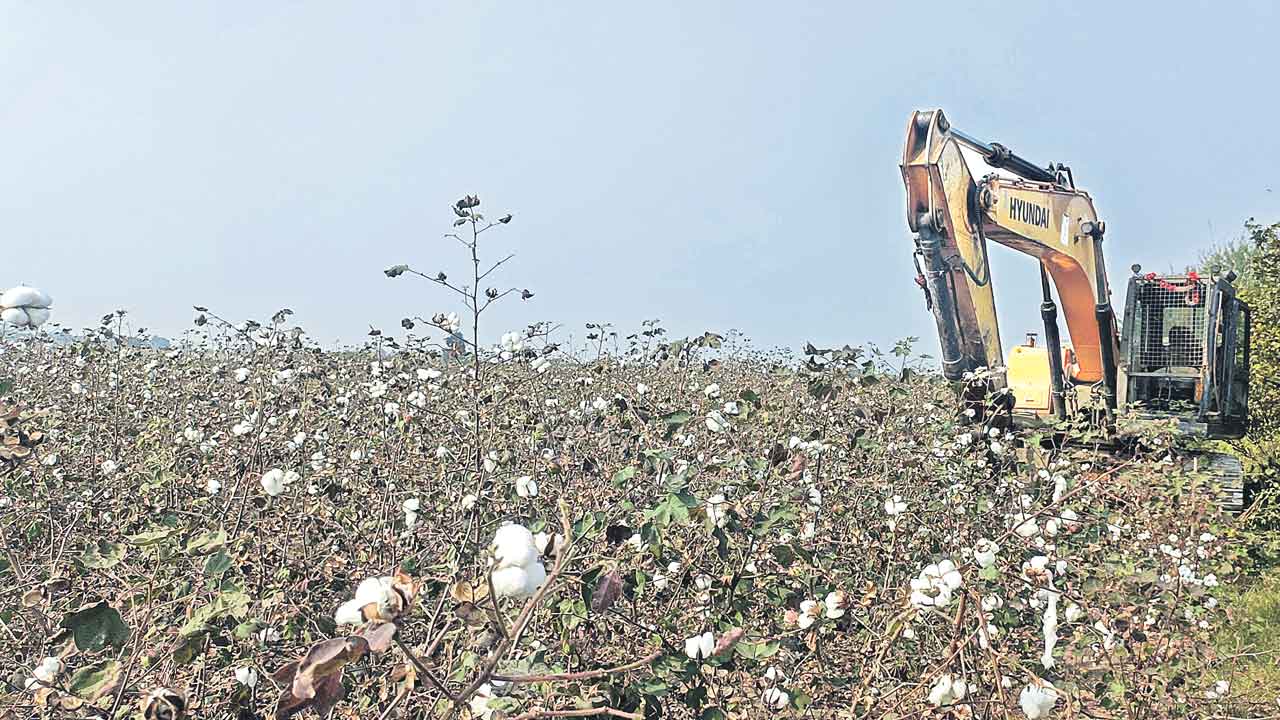 Cotton Crop