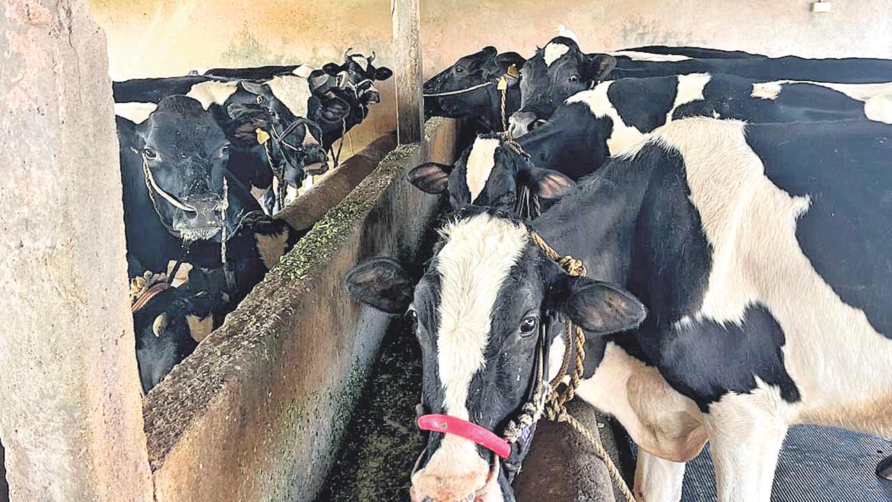 పాడిరైతుల పరేషన్‌