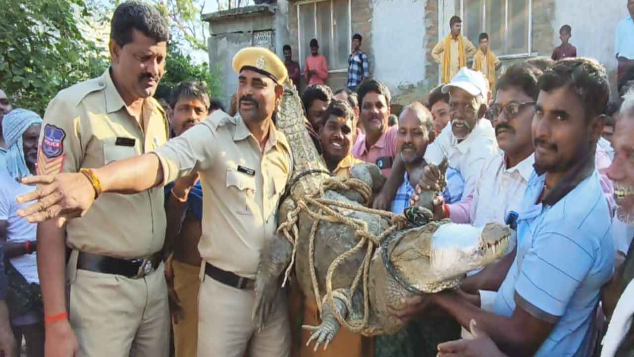 ఇండ్ల మధ్య భారీ మొసలి ప్రత్యక్షం