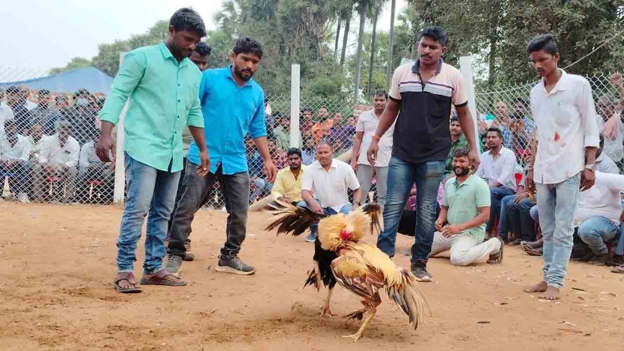ఆంధ్ర సరిహద్దుల్లో పందెంకోళ్లు