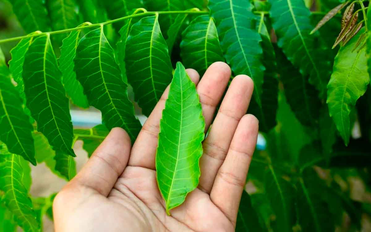 Neem Leaves | వేపాకులను అంత తేలిగ్గా తీసుకోకండి.. వీటితో ఎన్ని ప్రయోజనాలు కలుగుతాయో తెలిస్తే షాకవుతారు..!