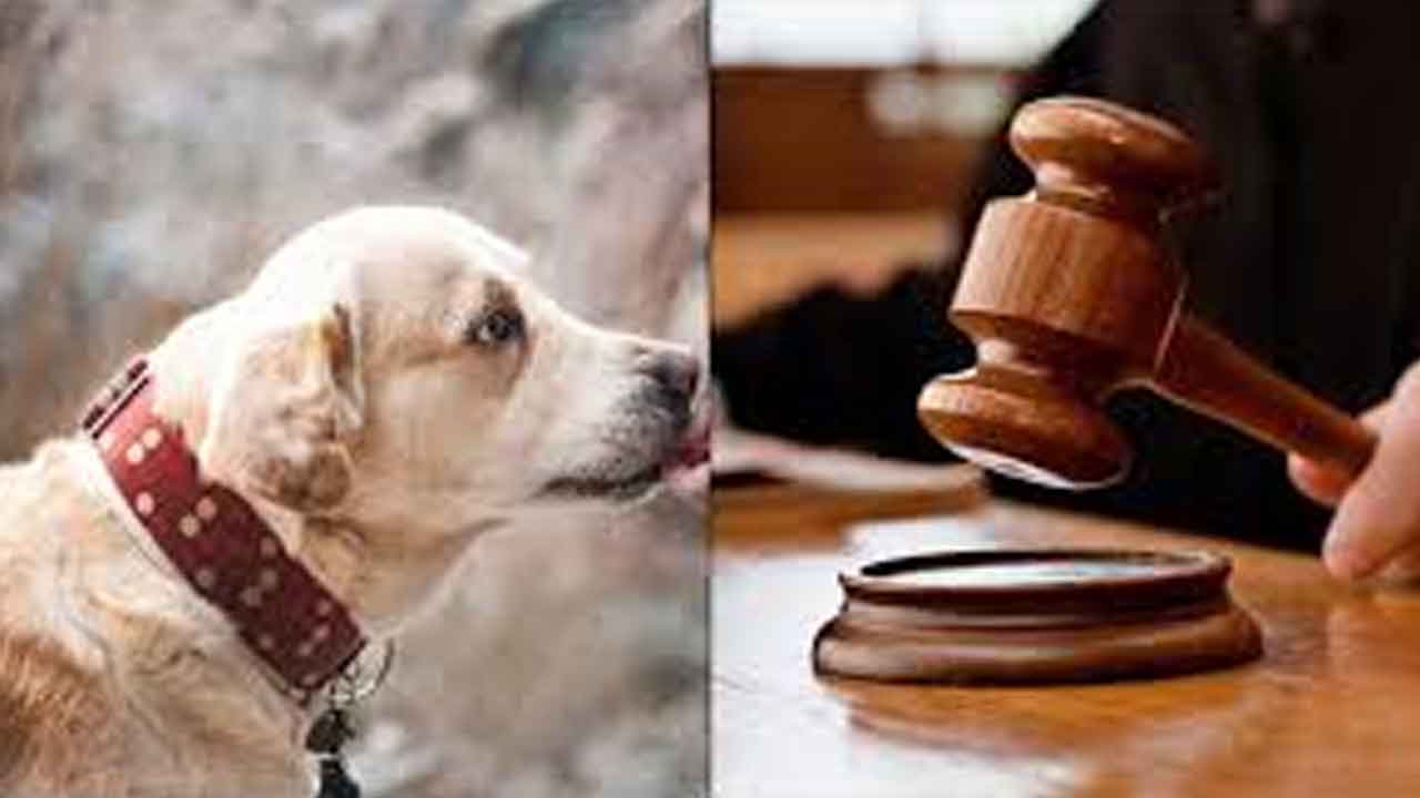 High Court | పెంపుడు జంతువుల ఓనర్లపై జరిమానాలు చట్ట విరుద్ధం: చెన్నై కోర్టు
