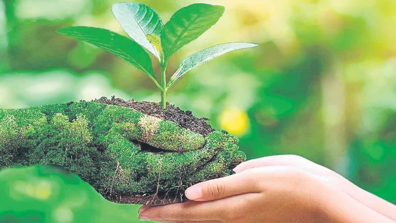 Plants