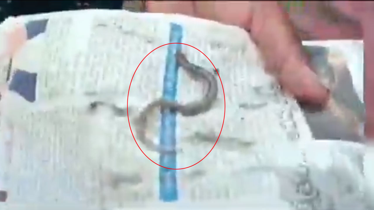 Nagarkurnool | కల్లు సీసాలో కట్ల పాము ప్ర‌త్య‌క్షం.. షాకైన బాధితుడు