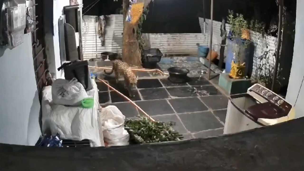 Srisailam | శ్రీశైలం పూజారి ఇంట్లో చిరుత.. వీడియో వైరల్‌