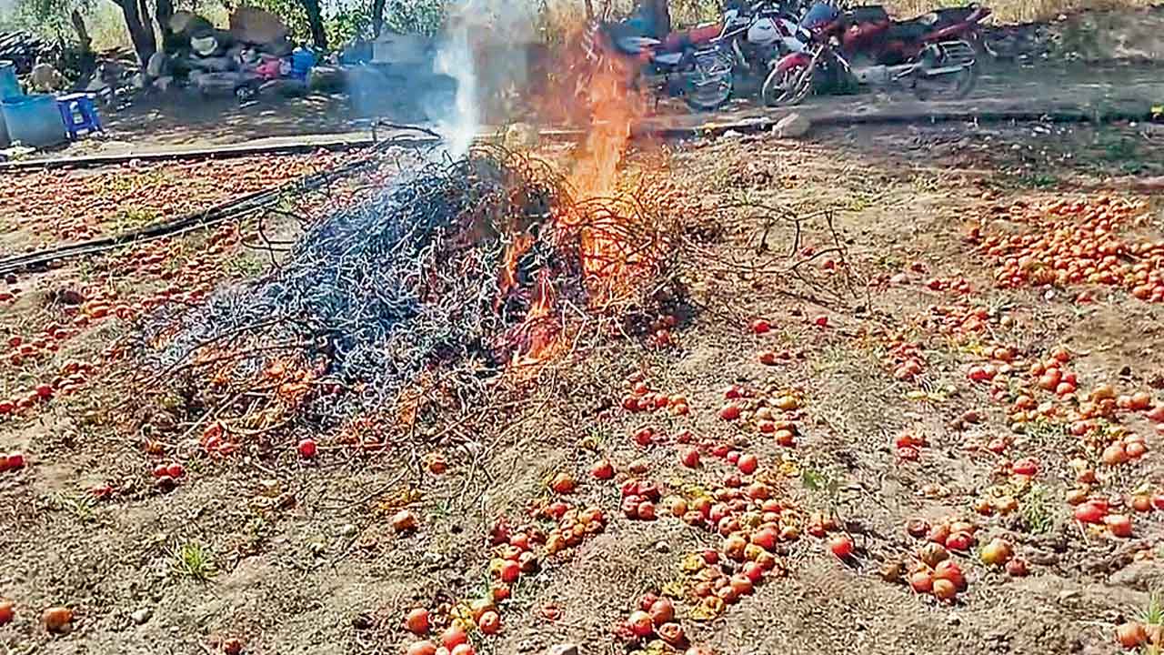 Tomatos
