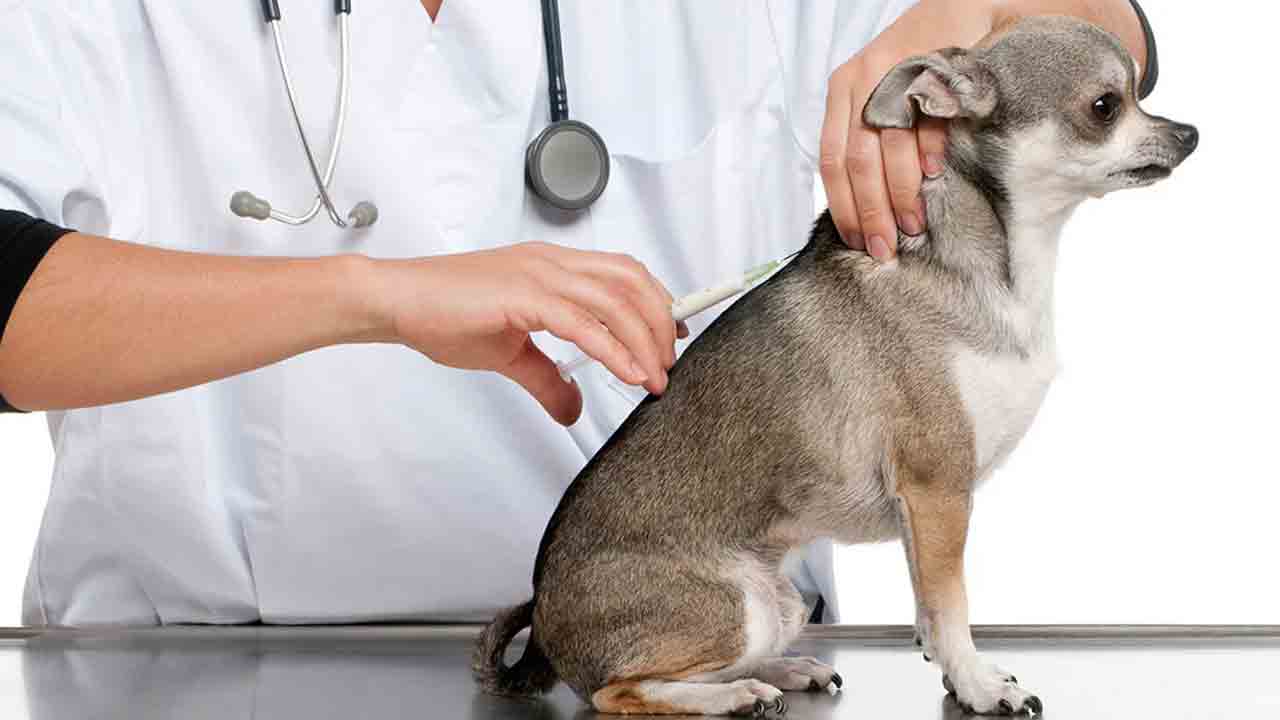 Free Vaccination | నేడు పెంపుడు కుక్కలకు ఉచిత వ్యాక్సినేషన్