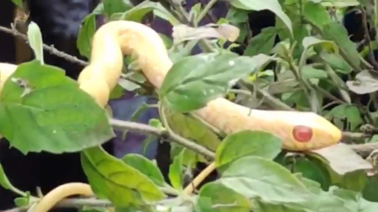 AP News | చీరాలలో కనిపించిన శ్వేతనాగు.. పాలు పోసి పూజలు చేసిన మహిళలు!