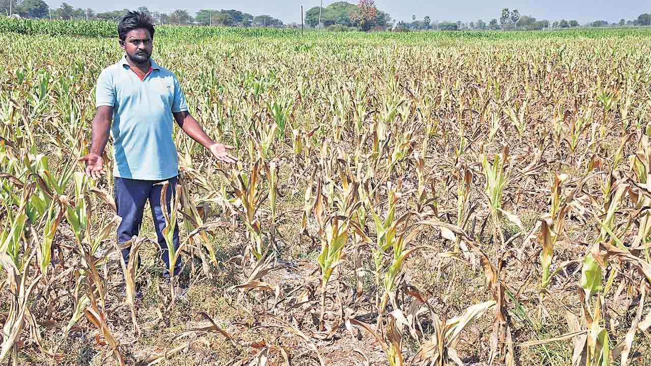 Telangana | బావుల్లో నీళ్లు లేవు.. కాలువల్లో కానరావు.. సాగునీరందక అన్నదాత కన్నీటి సేద్యం