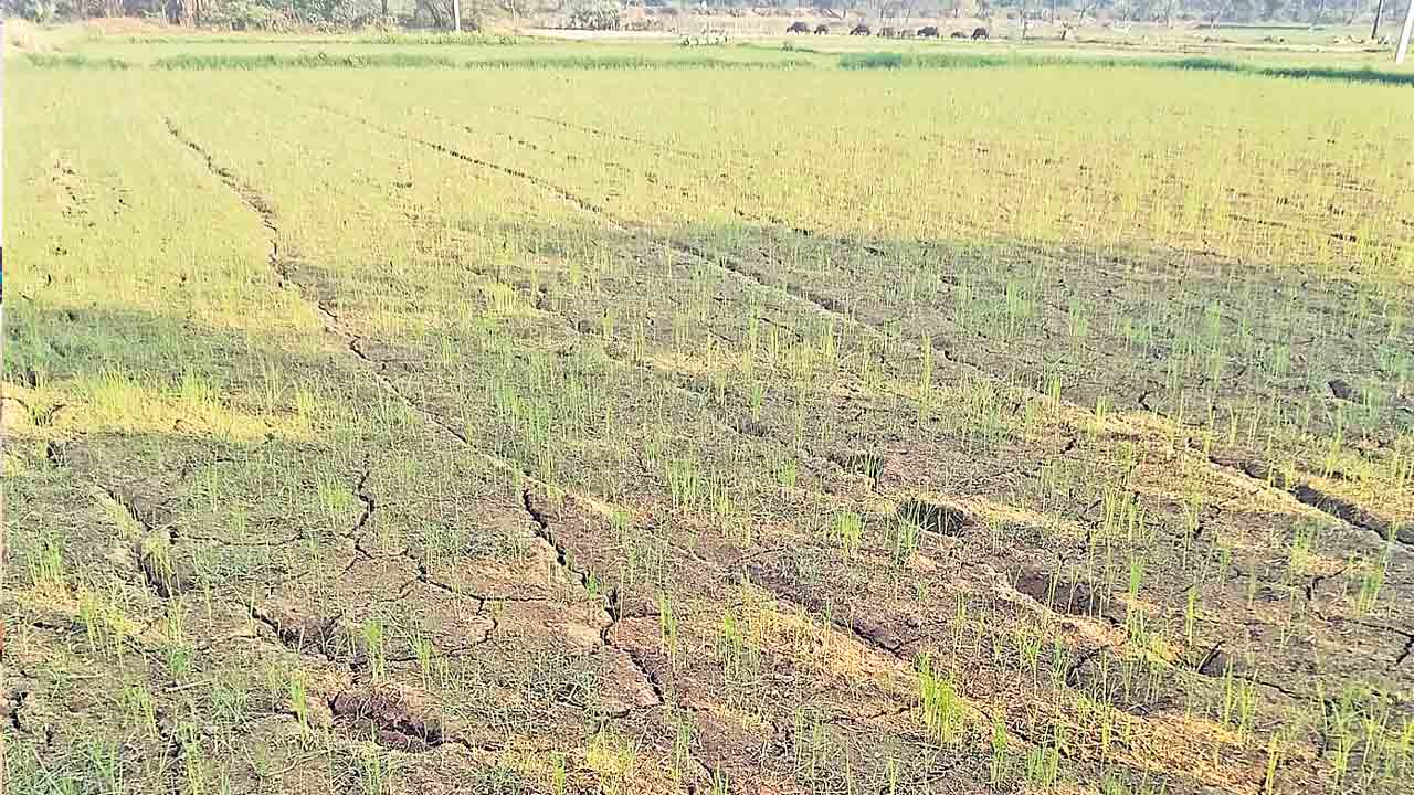 Kaleshwaram | కాళేశ్వరం నీళ్లియ్యక ఆగం చేసిండ్రు.. సర్కార్‌ తీరుపై మండిపడుతున్న రైతులు