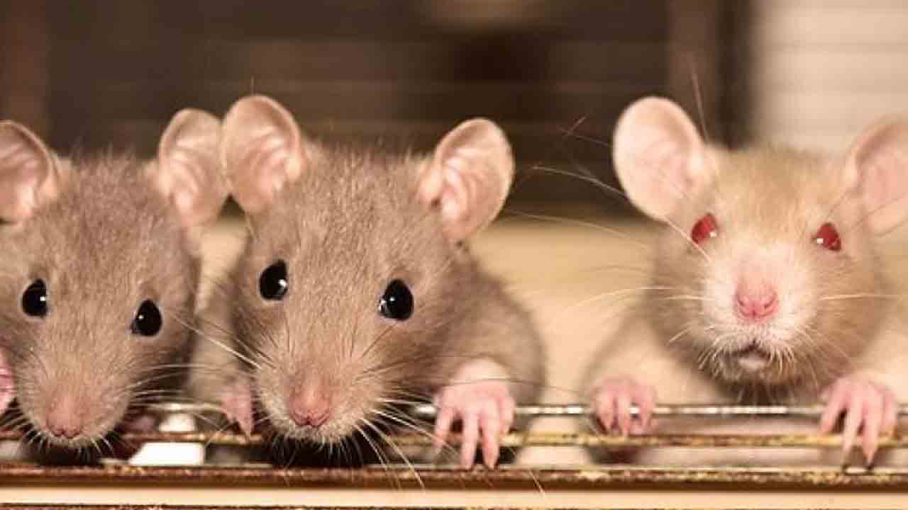 కేజీబీవీ విద్యార్థినులను కరిచిన ఎలుకలు