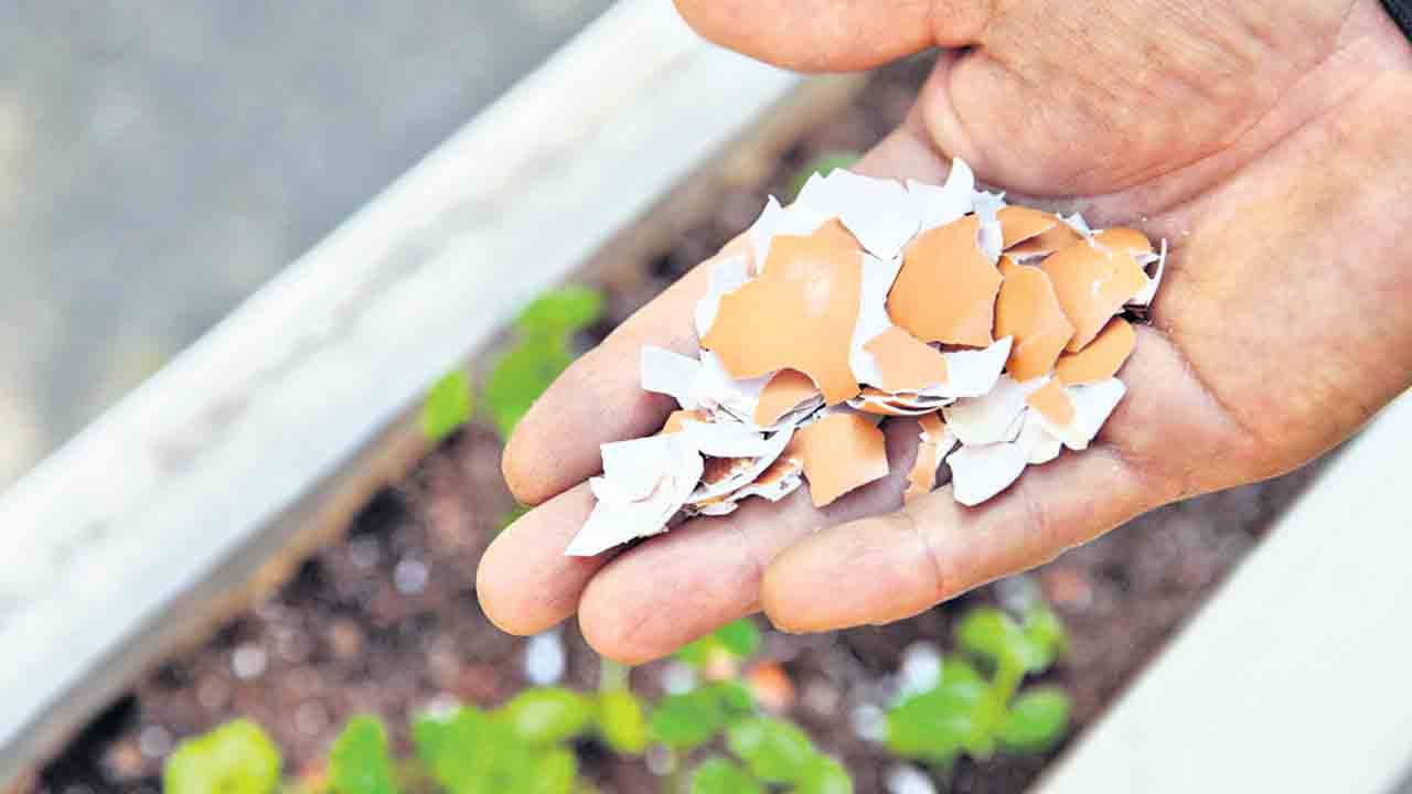 పెరటి మొక్కలకు పెంకులు