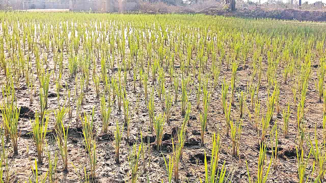 కరెంట్‌ కోతలతో రైతన్నల తిప్పలు