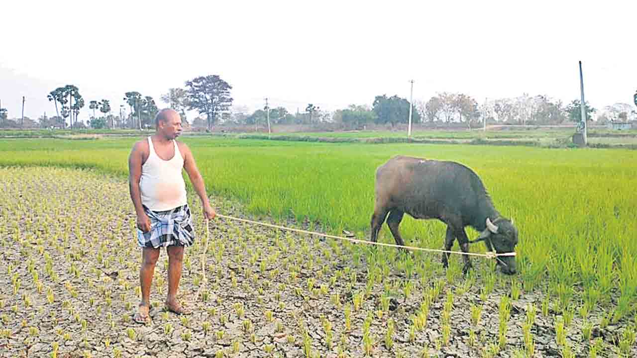 పశువులకు మేతగా రైతు కష్టం