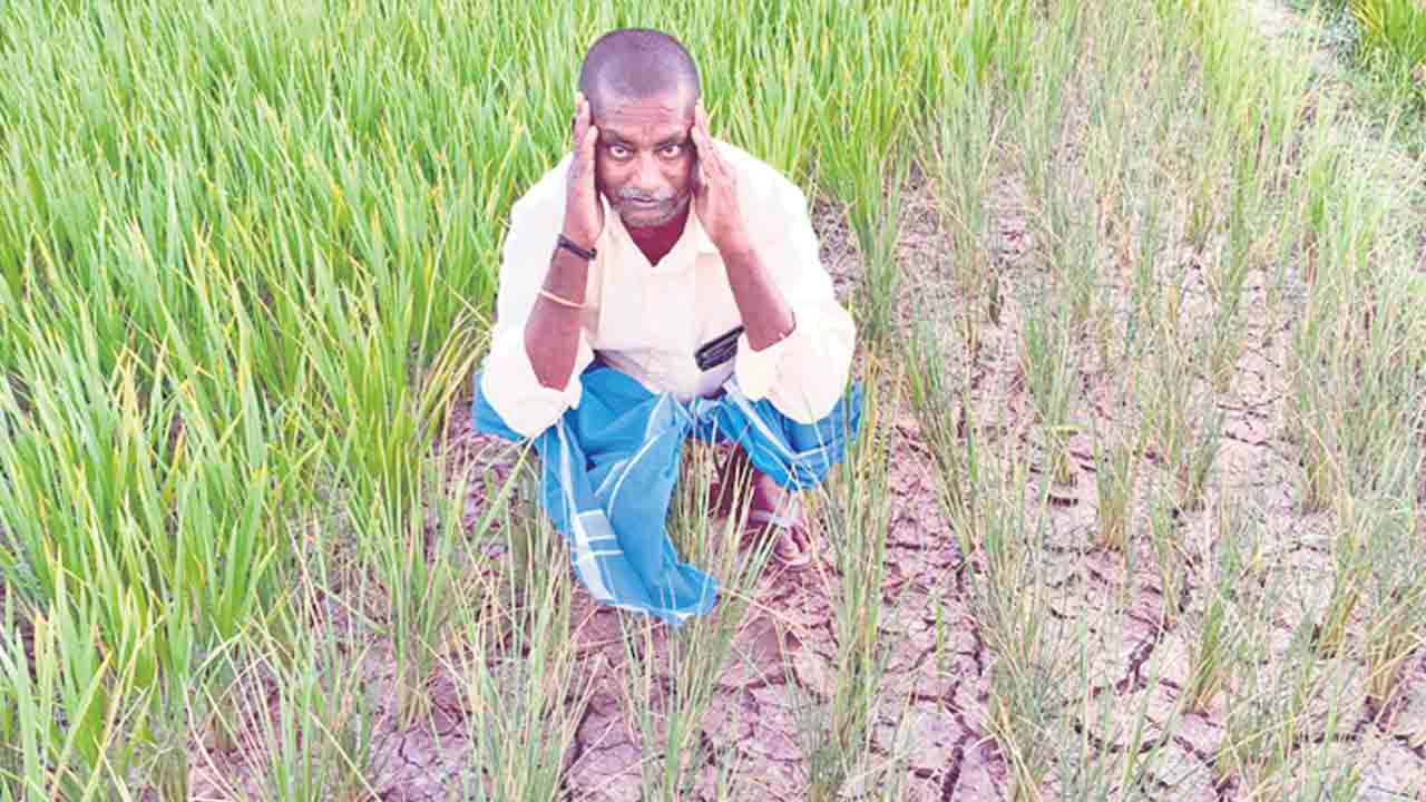 రైతన్న కన్నీటి గోస