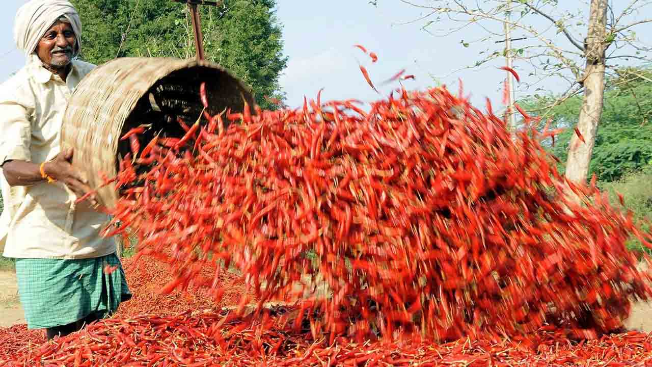 మిర్చి రైతుల సమస్యలపై కేంద్రం దృష్టి