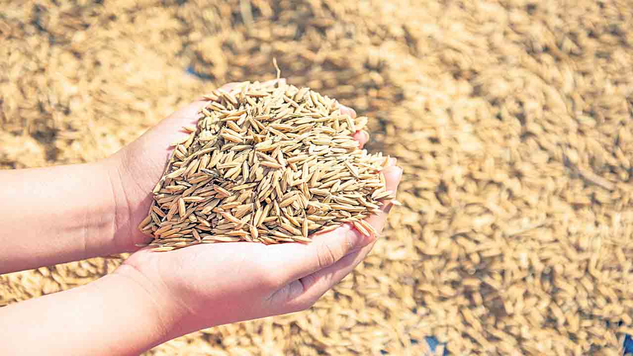 Civil Supplies | వెయ్యి కోట్ల నష్టం.. అయినా మేల్కోం.. సివిల్‌ సప్లయి టెండర్‌ ధాన్యం పరిస్థితేంటి?