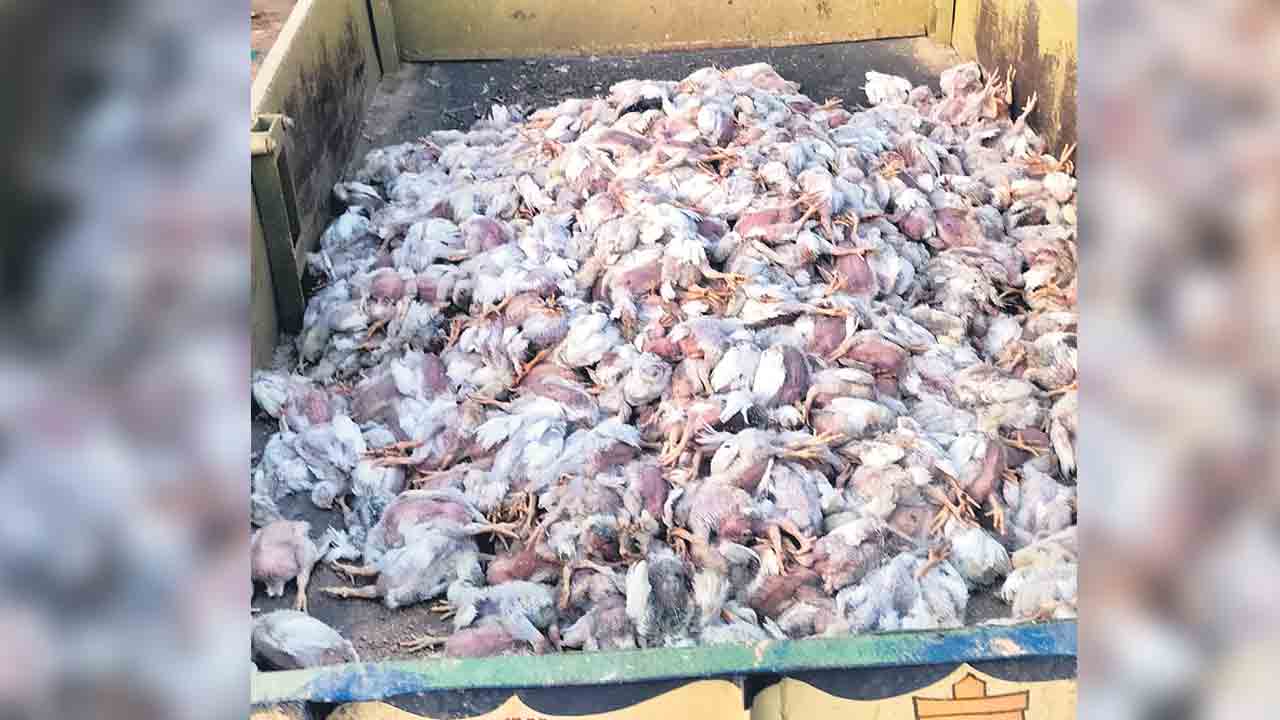 పౌల్ట్రీ రైతుకు ‘వైరస్‌’ దెబ్బ