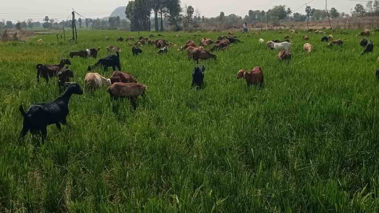 ఎండుతున్న ఎవుసం.. సాగునీరు లేక దెబ్బతింటున్న వరి