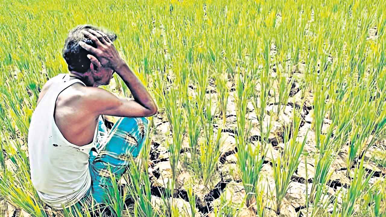 Rythu Bharosa | 8500 సర్వే నంబర్లకు భరోసా బ్లాక్‌.. పెట్టుబడి సాయం బంద్‌!