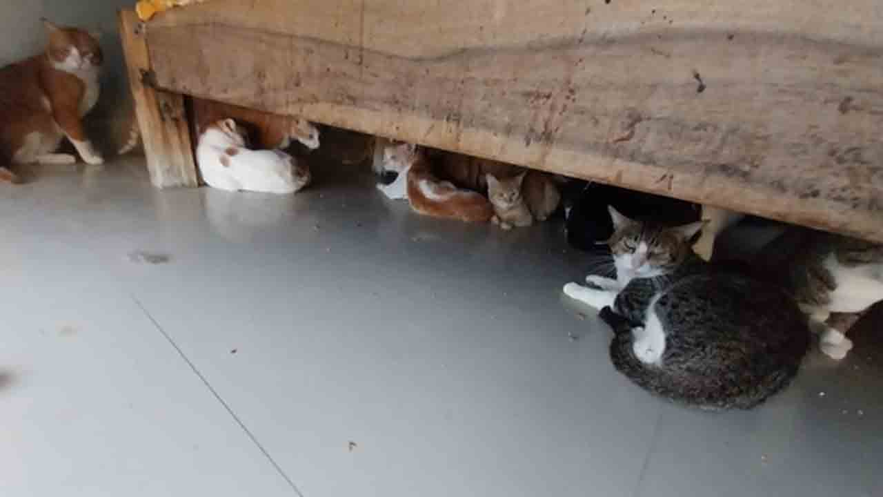 Pune | ఆ ఇంట్లో 300 పిల్లులు.. దుర్వాసన భరించలేక స్థానికుల ఫిర్యాదు