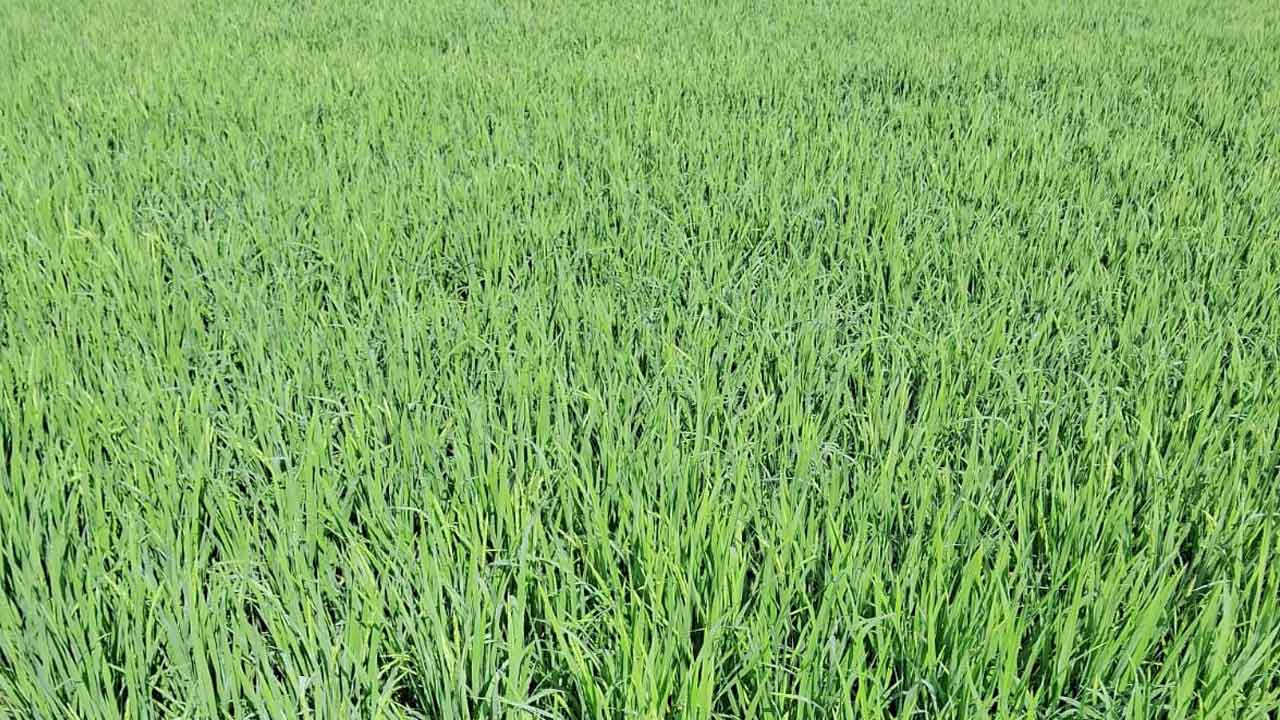 పాతిక రోజుల్లోనే పొట్టకొస్తున్న వరి