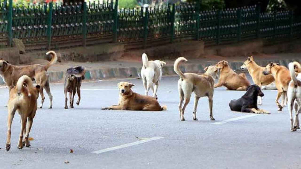 మూడేండ్లలో 3.34 లక్షల కుక్కకాటు ఘటనలు