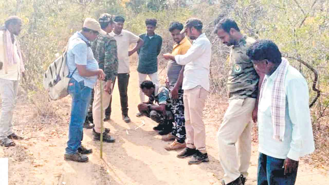 మాదారం అడవుల్లోకి పెద్దపులి