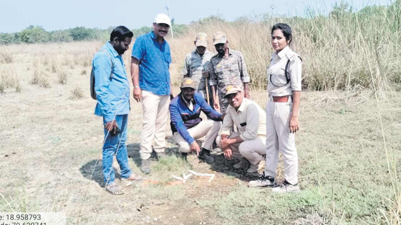 డేంజర్‌ జోన్‌లోకి పెద్దపులి