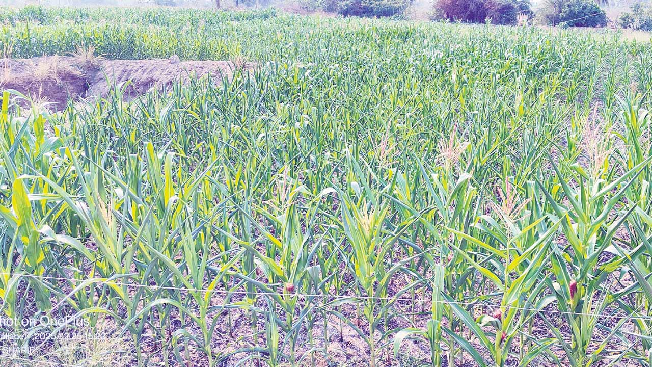 Adilabad1