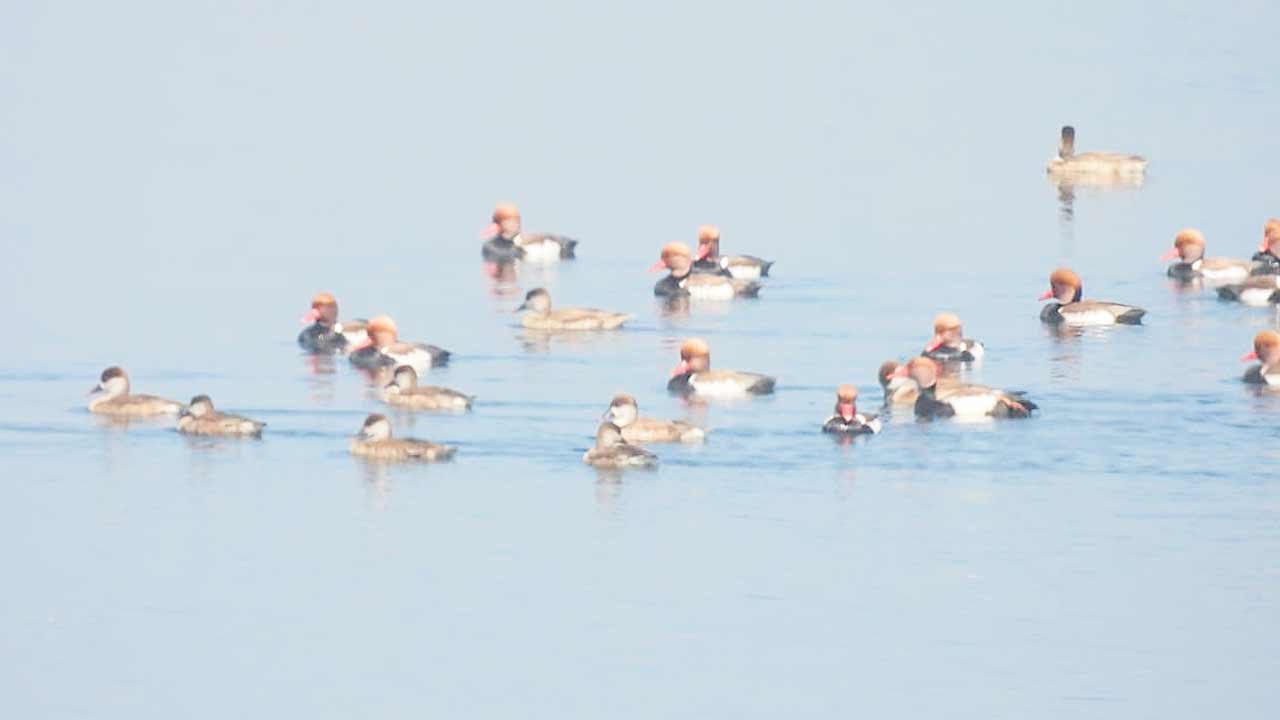 విహంగ వీక్షణం