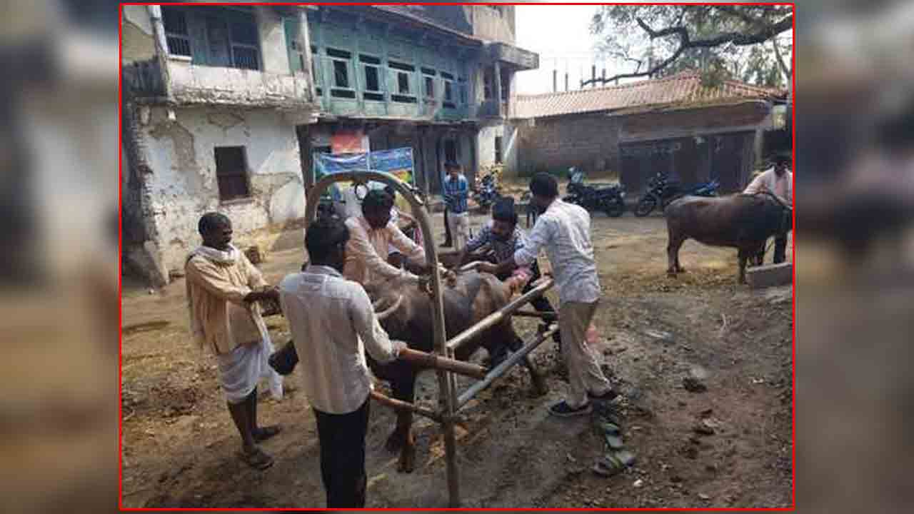 Cattle Breeding Camp | పిట్లం మండలంలో పశు సంతానోత్పత్తి శిబిరం