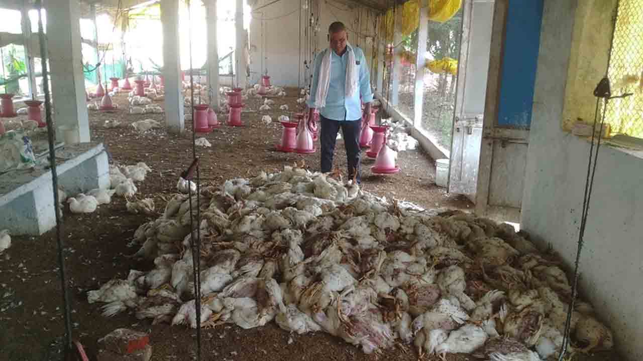 Virus | వైరస్‌తో రెండు వేల బాయిలర్ కోళ్లు మృతి