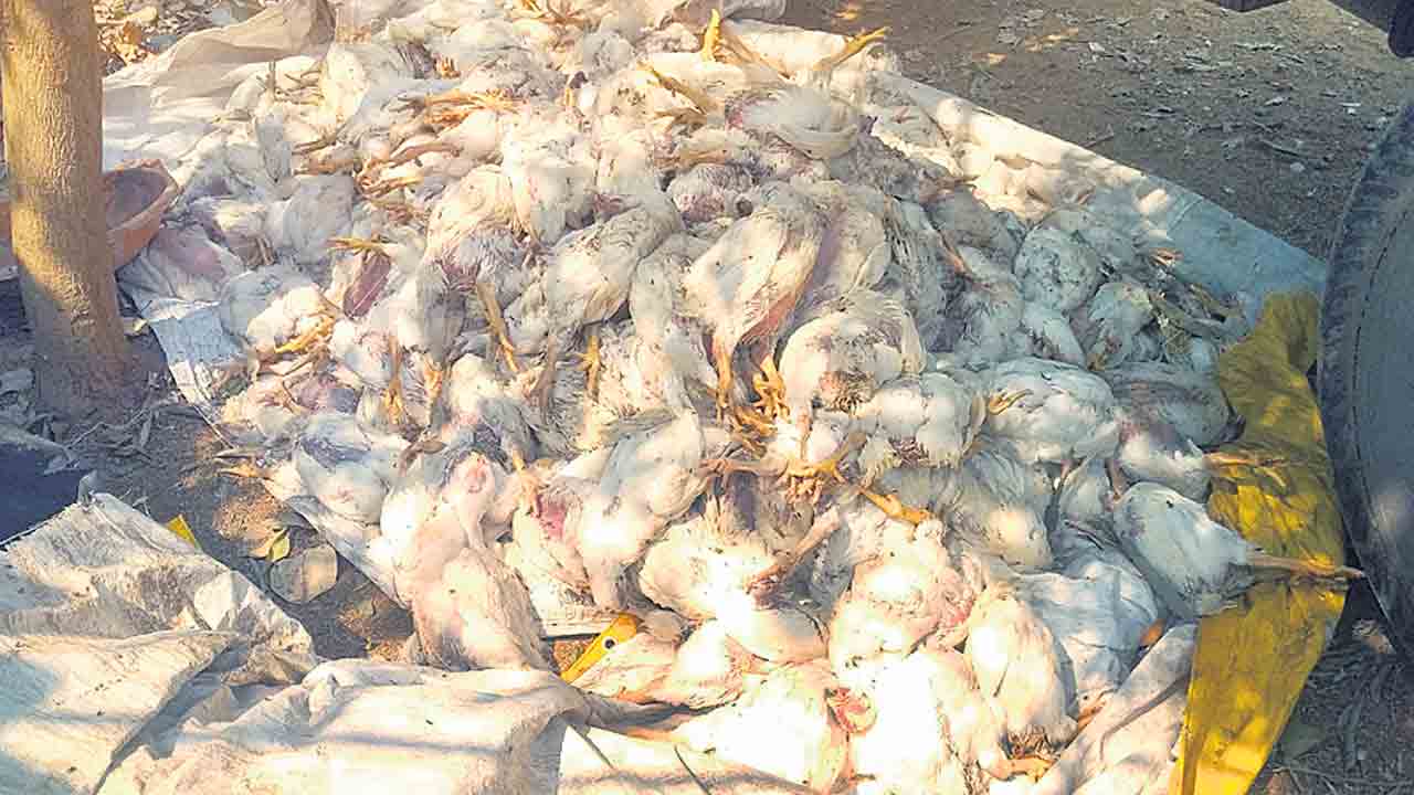 వైరస్‌ సోకి రెండువేల కోళ్లు మృతి