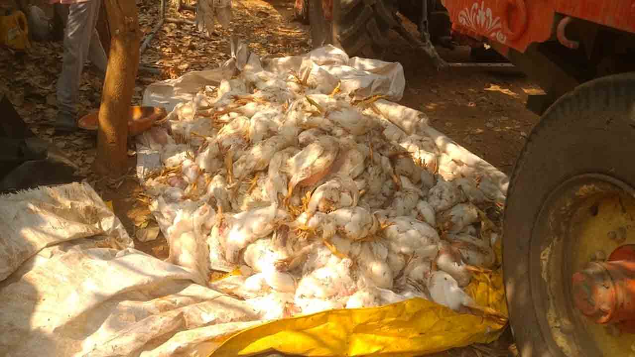 Chickens die | అంతుచిక్కని వ్యాధితో 2 వేల కోళ్లు మృతి