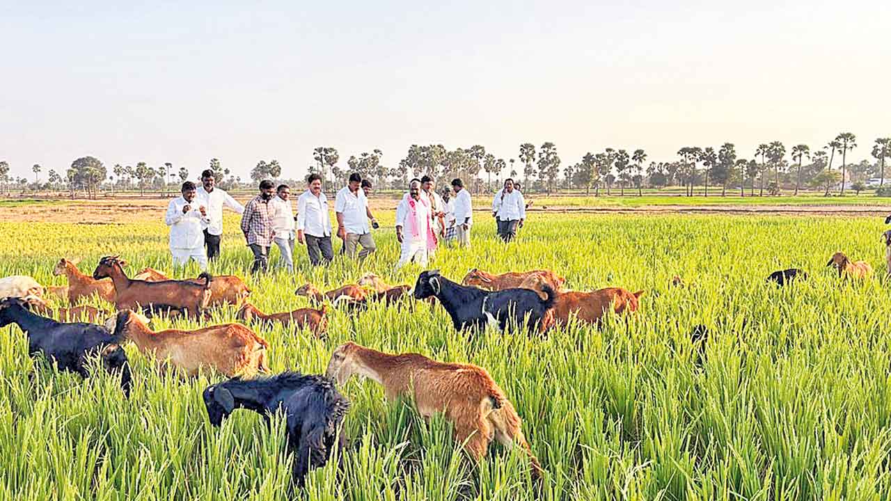 కాంగ్రెస్‌ పాలనలో రైతులకు అరిగోస