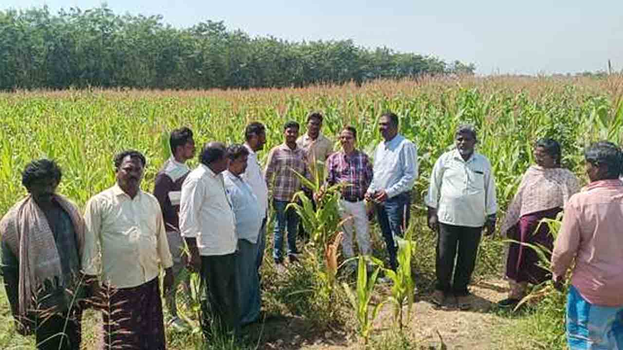 Corn Crop | నీటి ఎద్దడి.. మొక్కజొన్న పైర్లు పరిశీలించిన జిల్లా వ్యవసాయ అధికారి